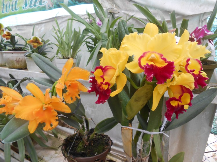 Yellow orchids_1