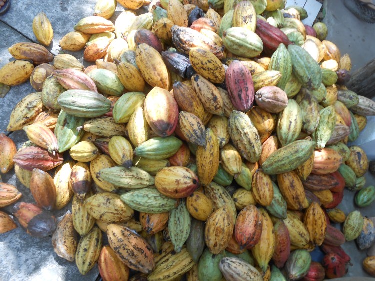 Cocoa fruit