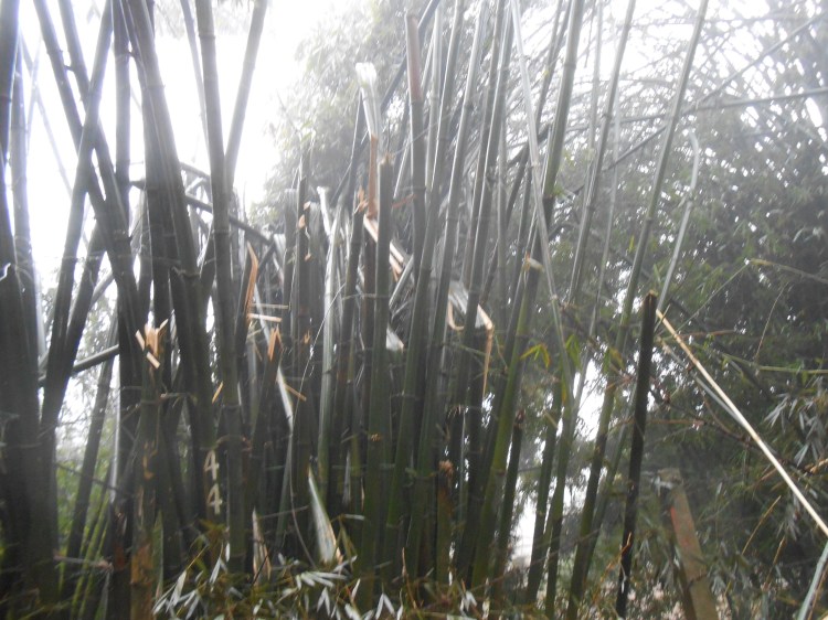 Frozn bamboo_1