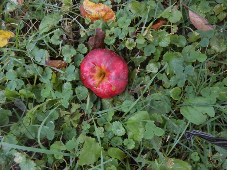 apple-in-grass
